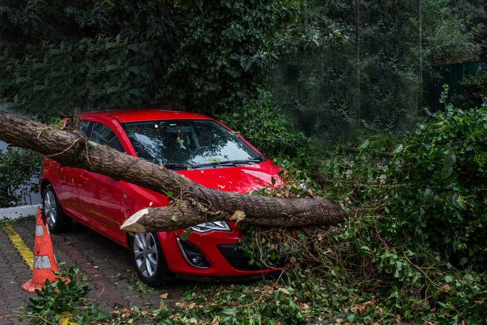 fallen tree branches caused a Car accident